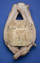 Load image into Gallery viewer, Taxidermy Raccoon Wall Mount on Rustic Driftwood Log Cabin Woodland Decor