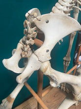 Load image into Gallery viewer, Authentic Taxidermy Baby Giraffe Skeleton Mounted On Display 68” Tall
