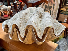 Load image into Gallery viewer, Unique Rare Extra Large Giant Clam Shell -Tridacna gigas - both halves, 34.5”