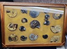 Load image into Gallery viewer, Framed 12x18” Fossils Ammonites X17