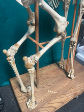 Load image into Gallery viewer, Authentic Taxidermy Baby Giraffe Skeleton Mounted On Display 68” Tall