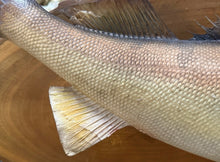 Load image into Gallery viewer, 29" Walleye Fish Taxidermy Wall Skin Mount On Wood Plaque Display Home Decor
