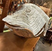 Load image into Gallery viewer, Unique Rare Extra Large Giant Clam Shell -Tridacna gigas - both halves, 34.5”