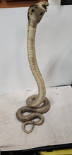 Load image into Gallery viewer, 26" Strike Position Cobra Snake Taxidermy Reptile Mount Vintage Southeast Asia