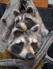 Load image into Gallery viewer, Taxidermy Raccoon Wall Mount on Rustic Driftwood Log Cabin Woodland Decor