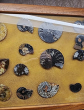 Load image into Gallery viewer, Framed 12x18” Fossils Ammonites X17