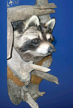 Load image into Gallery viewer, Taxidermy Raccoon Wall Mount on Rustic Driftwood Log Cabin Woodland Decor