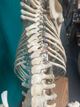 Load image into Gallery viewer, Authentic Taxidermy Baby Giraffe Skeleton Mounted On Display 68” Tall