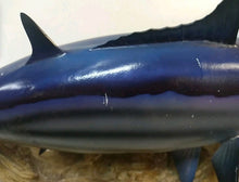 Load image into Gallery viewer, Trophy Skipjack Tuna trophy fish mount Replica from Mexico 1980’s “
