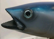 Load image into Gallery viewer, Trophy Skipjack Tuna trophy fish mount Replica from Mexico 1980’s “