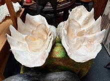 Load image into Gallery viewer, Unique Rare Extra Large Giant Clam Shell -Tridacna gigas - both halves, 34.5”