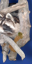 Load image into Gallery viewer, Taxidermy Raccoon Wall Mount on Rustic Driftwood Log Cabin Woodland Decor