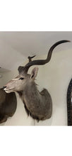 Load image into Gallery viewer, Monumental African Greater Kudu Taxidermy Shoulder Mount-VERY LARGE 63”