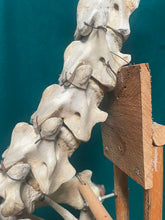 Load image into Gallery viewer, Authentic Taxidermy Baby Giraffe Skeleton Mounted On Display 68” Tall