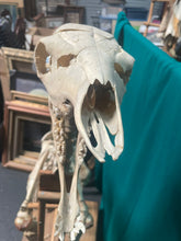 Load image into Gallery viewer, Authentic Taxidermy Baby Giraffe Skeleton Mounted On Display 68” Tall