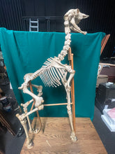 Load image into Gallery viewer, Authentic Taxidermy Baby Giraffe Skeleton Mounted On Display 68” Tall