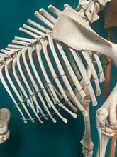 Load image into Gallery viewer, Authentic Taxidermy Baby Giraffe Skeleton Mounted On Display 68” Tall