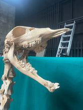 Load image into Gallery viewer, Authentic Taxidermy Baby Giraffe Skeleton Mounted On Display 68” Tall