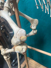 Load image into Gallery viewer, Authentic Taxidermy Baby Giraffe Skeleton Mounted On Display 68” Tall