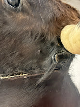 Load image into Gallery viewer, Vintage Mexican Toro Hostelero Bull Head Taxidermy Trophy Mount Tijuana 1969