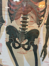 Load image into Gallery viewer, Antique 1911 Chart of Osteology skeletal Poster Dr. Gustave Michel 60.5” X 32.5”