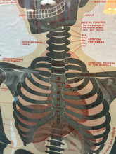 Load image into Gallery viewer, Antique 1911 Chart of Osteology skeletal Poster Dr. Gustave Michel 60.5” X 32.5”