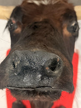 Load image into Gallery viewer, Vintage Mexican Toro Hostelero Bull Head Taxidermy Trophy Mount Tijuana 1969