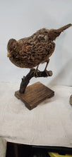 Load image into Gallery viewer, Scaly Spurfowl (Pternistis Squamatus) Bird Mount Taxidermy Real Bird