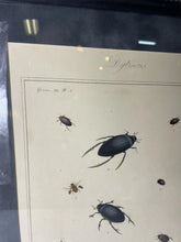 Load image into Gallery viewer, Antique 1793 Engraving Of Dytiscus beetles by Thomas Martyn From London England