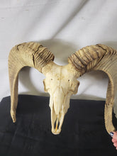 Load image into Gallery viewer, Ram Skull Rustic Decor Exotic Wildlife ranch desert Texas Hill Country!!