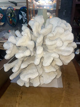 Load image into Gallery viewer, Extra Large White Cauliflower coral POCILLOPORA EYDOUXI 19“ X 14“