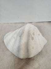 Load image into Gallery viewer, Vintage Giant Clam Shell Ruffled Tridacna Squamous Display