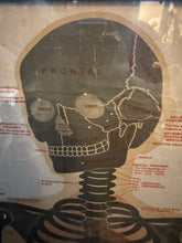 Load image into Gallery viewer, Antique 1911 Chart of Osteology skeletal Poster Dr. Gustave Michel 60.5” X 32.5”