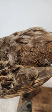 Load image into Gallery viewer, Scaly Spurfowl (Pternistis Squamatus) Bird Mount Taxidermy Real Bird