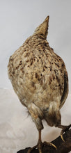 Load image into Gallery viewer, Scaly Spurfowl (Pternistis Squamatus) Bird Mount Taxidermy Real Bird