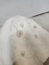 Load image into Gallery viewer, Vintage Giant Clam Shell Ruffled Tridacna Squamous Display