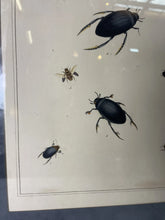 Load image into Gallery viewer, Antique 1793 Engraving Of Dytiscus beetles by Thomas Martyn From London England