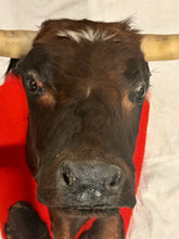 Load image into Gallery viewer, Vintage Mexican Toro Hostelero Bull Head Taxidermy Trophy Mount Tijuana 1969
