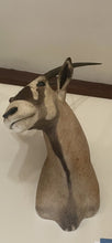 Load image into Gallery viewer, Large Vintage 46” African Gemsbok Taxidermy Mount