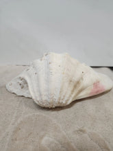 Load image into Gallery viewer, Vintage Giant Clam Shell Ruffled Tridacna Squamous Display