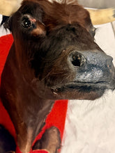 Load image into Gallery viewer, Vintage Mexican Toro Hostelero Bull Head Taxidermy Trophy Mount Tijuana 1969