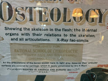 Load image into Gallery viewer, Antique 1911 Chart of Osteology skeletal Poster Dr. Gustave Michel 60.5” X 32.5”