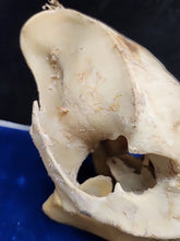 Load image into Gallery viewer, Real Animal Skull Pig-Like Peccary Javelina Cleaned Taxidermy 8.5x4x6.5"