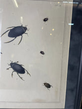 Load image into Gallery viewer, Antique 1793 Engraving Of Dytiscus beetles by Thomas Martyn From London England