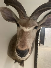 Load image into Gallery viewer, Monumental African Greater Kudu Taxidermy Shoulder Mount-VERY LARGE 63”