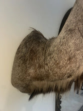 Load image into Gallery viewer, Monumental African Greater Kudu Taxidermy Shoulder Mount-VERY LARGE 63”