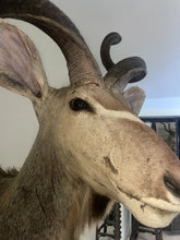 Load image into Gallery viewer, Monumental African Greater Kudu Taxidermy Shoulder Mount-VERY LARGE 63”