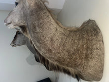 Load image into Gallery viewer, Monumental African Greater Kudu Taxidermy Shoulder Mount-VERY LARGE 63”