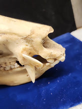 Load image into Gallery viewer, Real Animal Skull Pig-Like Peccary Javelina Cleaned Taxidermy 8.5x4x6.5"