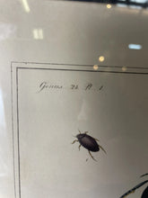 Load image into Gallery viewer, Antique 1793 Engraving Of Dytiscus beetles by Thomas Martyn From London England